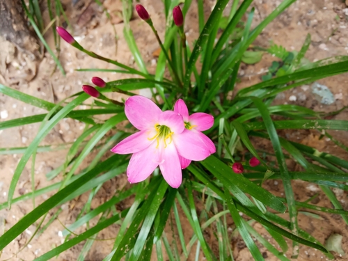 Zephyranthes carinata