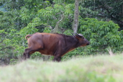 Syncerus caffer nanus