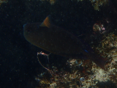 Acanthurus nigrofuscus