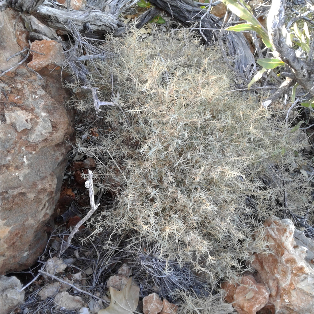 Acanthocarpus rupestris