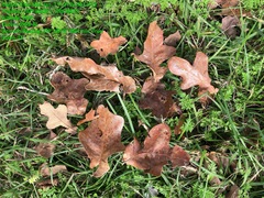 Quercus similis