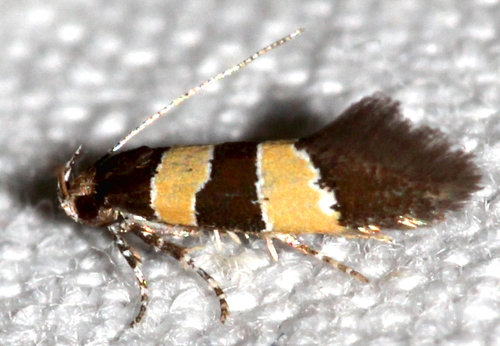 Goidanichiana jourdheuillella