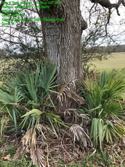 Quercus similis