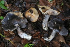 Entoloma medianox