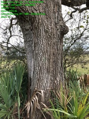 Quercus similis