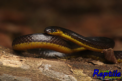 Photo of a Modest Ground Snake (Atractus modestus)