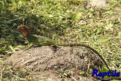Basiliscus galeritus