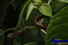 Chironius grandisquamis