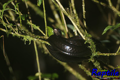 Chironius grandisquamis