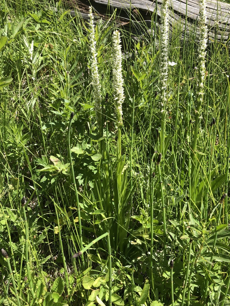 white bog orchid from Yellowstone National Park, Teton County, USWY
