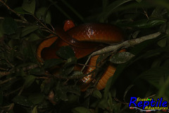 Mastigodryas pulchriceps