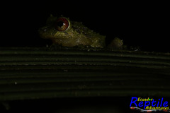 Pristimantis crucifer