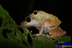 Pristimantis luteolateralis