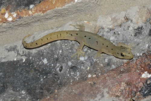 Marbled Leaf-toed Gecko, Kingfisher Country House, Wilderness, Western Cape, South Africa, photo 8 of 10