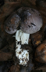 Tricholoma griseoviolaceum