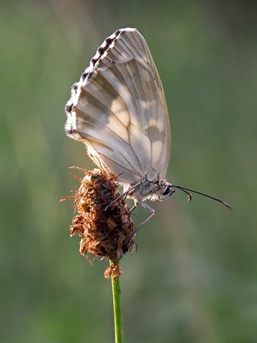 Iberian marbled white, Tarragona, ES-CT, ES, photo 7 of 10