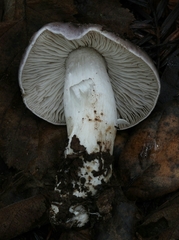 Tricholoma griseoviolaceum