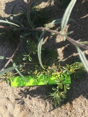 Cleomella obtusifolia