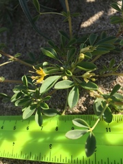 Cleomella obtusifolia