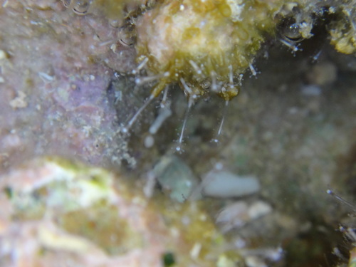 Stauridiosarsia nipponica