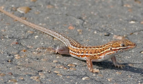 Common Rough-scaled (Sand) Lizard, Meroles squamulosus