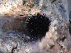 Echinometra oblonga