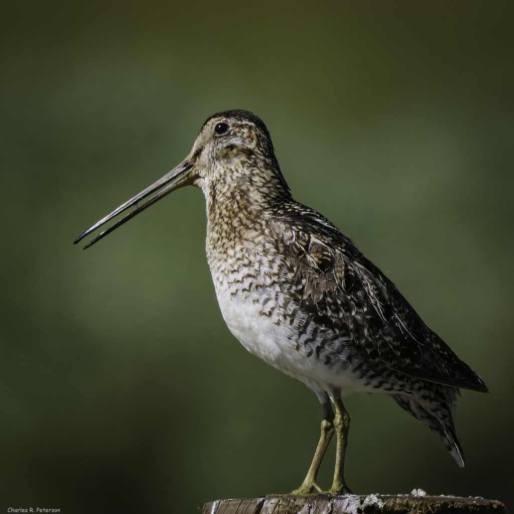 Wilson's Snipe from Caribou County, ID, USA on July 13, 2023 at 10:02 ...