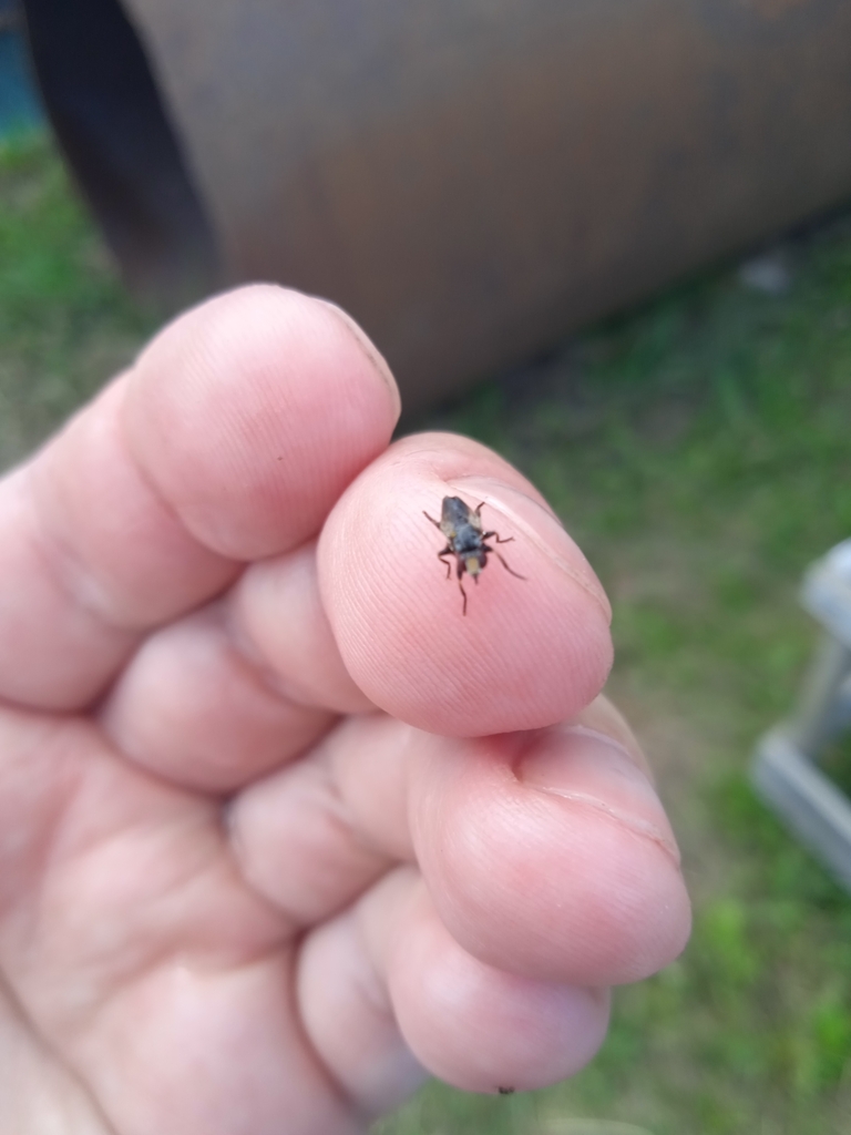 thick-headed-flies-from-on-july-14