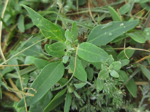 Chenopodium acuminatum iNat (1)