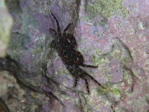 Pachygrapsus planifrons