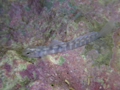 Kelloggella oligolepis