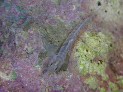 Kelloggella oligolepis