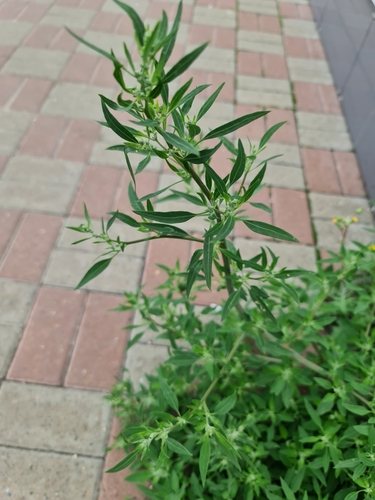 Chenopodium strictum iNat (1)
