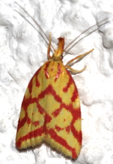 Hypercallia citrinalis