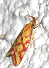 Hypercallia citrinalis