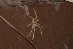 Phoneutria boliviensis