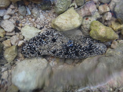 Holothuria atra