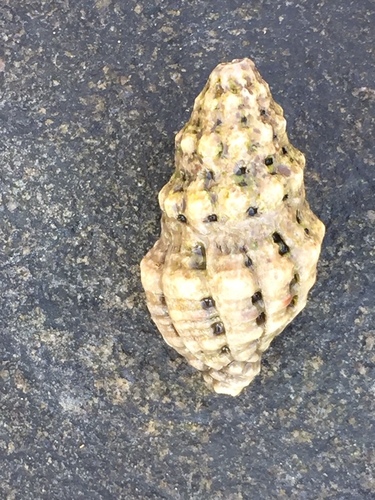 Drupella rugosa observed 2023-07-14
