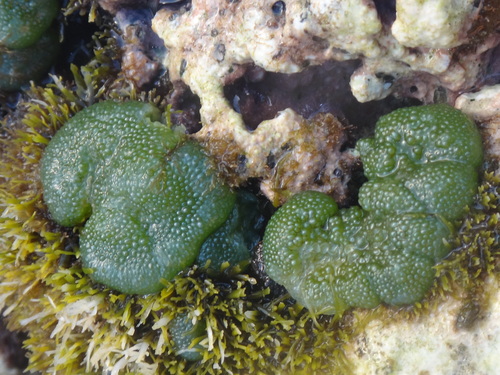 Image of Dictyosphaeria versluysii by (c) Alie / C.A. Kratzer, some rights reserved (CC BY-SA)