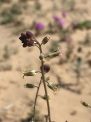 Streptanthus longirostris