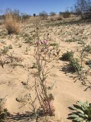 Streptanthus longirostris