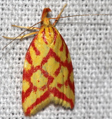 Hypercallia citrinalis