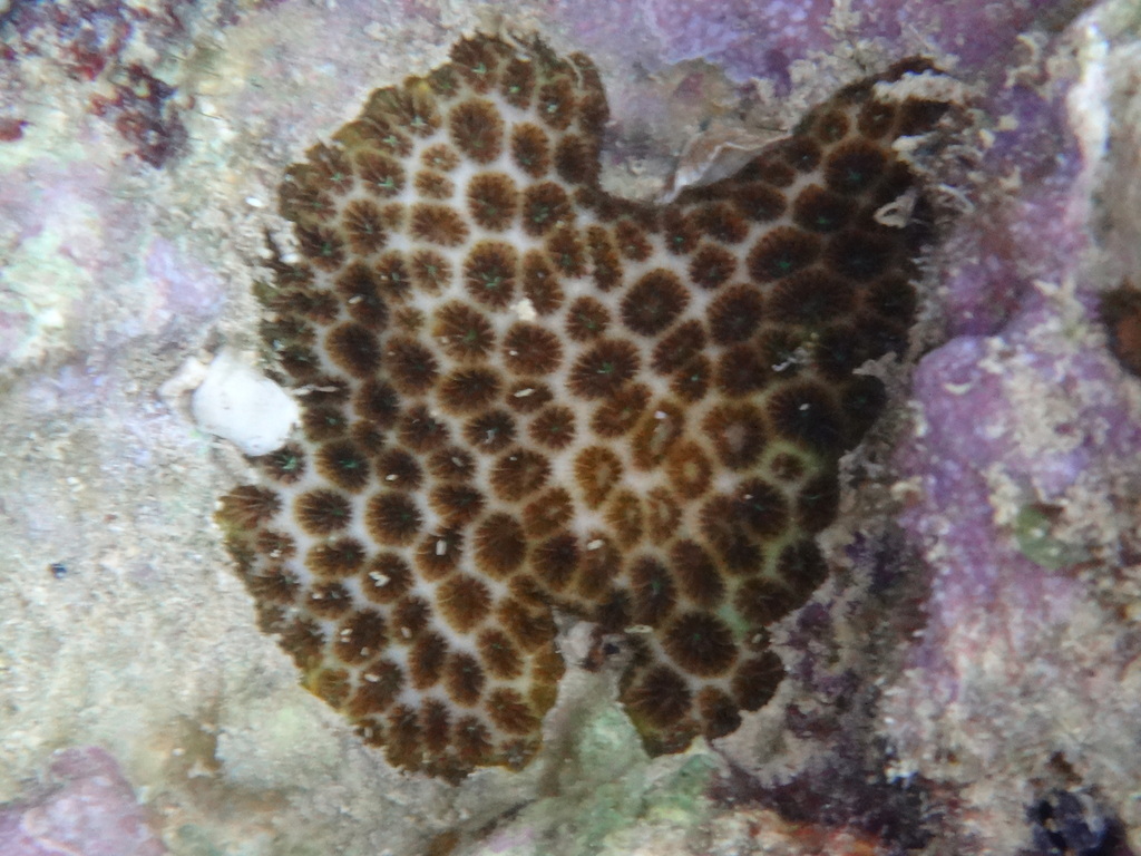 crust coral