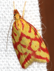 Hypercallia citrinalis