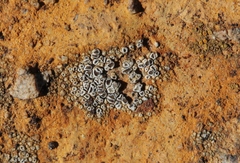 Myriolecis crenulata