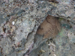 Polydectus cupulifer