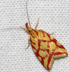 Hypercallia citrinalis