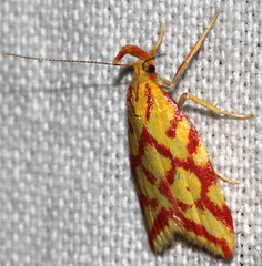 Hypercallia citrinalis