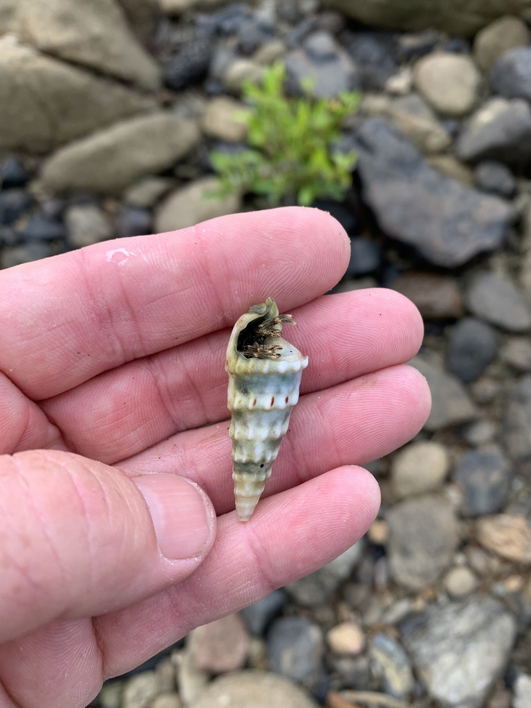 Cerith Snails from South Pacific Ocean, Cooktown, QLD, AU on July 14