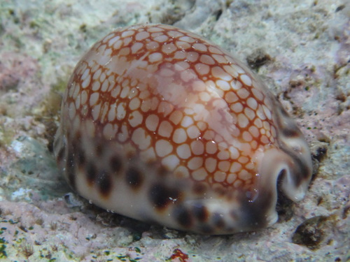 Mauritia maculifera